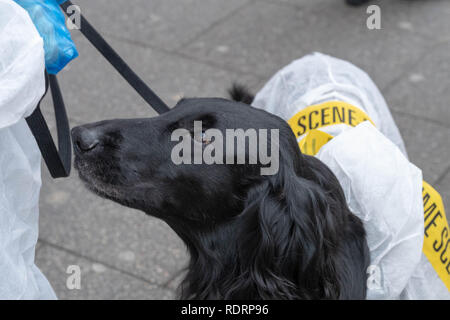 Brentwood Essex, 19. Januar 2019 Die online, Anhaltspunkt - Rissbildung, Kriminalität Lösung detective Spiel auf den Straßen von TOWIE Brentwood mit Gruppen von Teilnehmern gespielt wurde, einige in Fancy Dress, versuchend, Hinweise rund um die Stadt zu lösen. Kredit Ian Davidson/Alamy leben Nachrichten Stockfoto