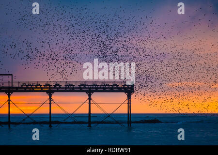 Aberystwyth Wales, Großbritannien, 19. Januar 2019, wie die Sonne sich in Aberystwyth Pier am Ende einer trostlosen feuchten und kalten Januar Tag, Herden von Zehntausenden winziger Stare aus ihrer täglichen Nahrungsaufnahme zurück für die Nacht auf den Wald von Gusseisen Beine unter Victorian seaside Attraktion der Aberystwyth zu Roost. Aberystwyth ist einer der wenigen städtischen Quartieren im Land und zieht Menschen aus der ganzen UK, Zeuge der spektakulären nächtlichen zeigt zwischen Oktober und März. Photo credit Keith Morris/Alamy leben Nachrichten Stockfoto