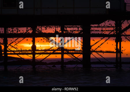 Aberystwyth Wales, Großbritannien, 19. Januar 2019, wie die Sonne sich in Aberystwyth Pier am Ende einer trostlosen feuchten und kalten Januar Tag, Herden von Zehntausenden winziger Stare aus ihrer täglichen Nahrungsaufnahme zurück für die Nacht auf den Wald von Gusseisen Beine unter Victorian seaside Attraktion der Aberystwyth zu Roost. Aberystwyth ist einer der wenigen städtischen Quartieren im Land und zieht Menschen aus der ganzen UK, Zeuge der spektakulären nächtlichen zeigt zwischen Oktober und März. Photo credit Keith Morris/Alamy leben Nachrichten Stockfoto