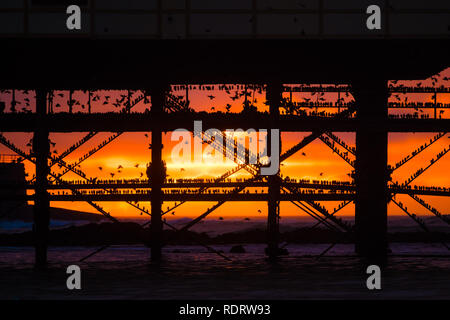 Aberystwyth Wales, Großbritannien, 19. Januar 2019, wie die Sonne sich in Aberystwyth Pier am Ende einer trostlosen feuchten und kalten Januar Tag, Herden von Zehntausenden winziger Stare aus ihrer täglichen Nahrungsaufnahme zurück für die Nacht auf den Wald von Gusseisen Beine unter Victorian seaside Attraktion der Aberystwyth zu Roost. Aberystwyth ist einer der wenigen städtischen Quartieren im Land und zieht Menschen aus der ganzen UK, Zeuge der spektakulären nächtlichen zeigt zwischen Oktober und März. Photo credit Keith Morris/Alamy leben Nachrichten Stockfoto