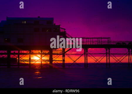 Aberystwyth Wales, Großbritannien, 19. Januar 2019, wie die Sonne sich in Aberystwyth Pier am Ende einer trostlosen feuchten und kalten Januar Tag, Herden von Zehntausenden winziger Stare aus ihrer täglichen Nahrungsaufnahme zurück für die Nacht auf den Wald von Gusseisen Beine unter Victorian seaside Attraktion der Aberystwyth zu Roost. Aberystwyth ist einer der wenigen städtischen Quartieren im Land und zieht Menschen aus der ganzen UK, Zeuge der spektakulären nächtlichen zeigt zwischen Oktober und März. Photo credit Keith Morris/Alamy leben Nachrichten Stockfoto