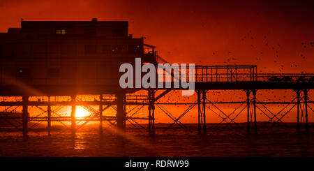 Aberystwyth Wales, Großbritannien, 19. Januar 2019, wie die Sonne sich in Aberystwyth Pier am Ende einer trostlosen feuchten und kalten Januar Tag, Herden von Zehntausenden winziger Stare aus ihrer täglichen Nahrungsaufnahme zurück für die Nacht auf den Wald von Gusseisen Beine unter Victorian seaside Attraktion der Aberystwyth zu Roost. Aberystwyth ist einer der wenigen städtischen Quartieren im Land und zieht Menschen aus der ganzen UK, Zeuge der spektakulären nächtlichen zeigt zwischen Oktober und März. Photo credit Keith Morris/Alamy leben Nachrichten Stockfoto