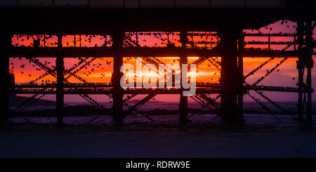 Aberystwyth Wales, Großbritannien, 19. Januar 2019, wie die Sonne sich in Aberystwyth Pier am Ende einer trostlosen feuchten und kalten Januar Tag, Herden von Zehntausenden winziger Stare aus ihrer täglichen Nahrungsaufnahme zurück für die Nacht auf den Wald von Gusseisen Beine unter Victorian seaside Attraktion der Aberystwyth zu Roost. Aberystwyth ist einer der wenigen städtischen Quartieren im Land und zieht Menschen aus der ganzen UK, Zeuge der spektakulären nächtlichen zeigt zwischen Oktober und März. Photo credit Keith Morris/Alamy leben Nachrichten Stockfoto