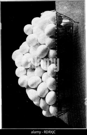. Ei Geld, wie es zu erhöhen; ein Buch von vollständigen und zuverlässigen Informationen über den mehr rentable Produktion von Eiern auf die Stadt, das Dorf acre und der Farm. Geflügel und Eier. . Bitte beachten Sie, dass diese Bilder sind von der gescannten Seite Bilder, die digital für die Lesbarkeit verbessert haben mögen - Färbung und Aussehen dieser Abbildungen können nicht perfekt dem Original ähneln. extrahiert. Nourse, Harold Alvah, 1875 -. St. Paul, Minn., Webb Verlag Stockfoto