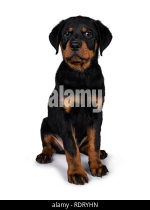 Cute Rottweiler hunde Welpen sitzen nach vorne und direkt am Objektiv mit dunklen süßen Augen. Auf weissem Hintergrund. Stockfoto