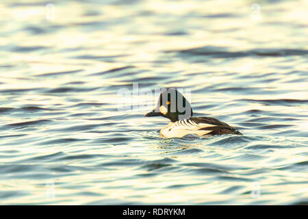 Portrait Nahaufnahme eines Schellente Bucephala clangula schwimmen auf der Wasseroberfläche auf einem See. Stockfoto