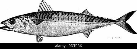 . Fische. Fische. Fische als Nahrungsmittel für den Menschen 141 neben der wirtschaftlichen Bedeutung steht wahrscheinlich die Makrelen der Atlantik (Scomber scombrus), ein reicher, fetter Fisch, die Bären Salzen besser als die meisten. Abb. 105.- Makrele Scomber scombrus L. in New York. Nicht weniger wichtig ist der große König - Lachs oder quinnat (corhynchus tschawytscha), und die noch mehr wertvolle Blau - zurück Lachs, oder Rot-Fisch {Oncorhynchus nerka).. Bitte beachten Sie, dass diese Bilder extrahiert werden aus der gescannten Seite Bilder, die digital haben für die Lesbarkeit verbessert - Färbung und Aussehen dieser Abbildungen können nicht perfe Stockfoto