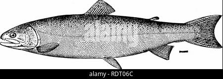 . Fische. Fische. 136 Fische als Nahrungsmittel für den Menschen weniger attraktiv sind die wahren Forelle, Forelle, Forelle (Salmo Fario), in Europa, der Regenbogen - Forelle (Salmo irideus),. Abb. 93 - Steelhead Forellen, Salmo gairdneri Richardson. Columbia River. Die Steelhead (Salmo gairdneri), die Cut-throat Forelle (Salmo Clarkii), und die Tahoe Forelle (Salmo henshawi), in Amerika. Bitte beachten Sie, dass diese Bilder sind von der gescannten Seite Bilder, die digital für die Lesbarkeit verbessert haben mögen - Färbung und Aussehen dieser Abbildungen können nicht perfekt dem Original ähneln. extrahiert. Jordan, David St Stockfoto