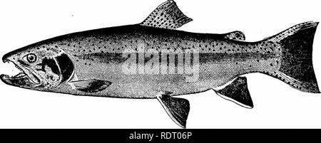 . Fische. Fische. Schwein. 89.- gesprenkelte Forelle (männlich), Salvelirms fontinalis (Mitchill). New York.. Abb. 90. - Regenbogenforelle, Salmo irideus Gibbons. Sacramento River, Kalifornien. Bitte beachten Sie, dass diese Bilder sind von der gescannten Seite Bilder, die digital für die Lesbarkeit verbessert haben mögen - Färbung und Aussehen dieser Abbildungen können nicht perfekt dem Original ähneln. extrahiert. Jordan, David Starr, 1851-1931. New York, H. Holt und Unternehmen Stockfoto