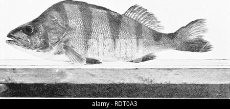 . Wunder der Fische leben als von der Kamera offenbart. Fische; Fotografie von Fischen. . Bitte beachten Sie, dass diese Bilder sind von der gescannten Seite Bilder, die digital für die Lesbarkeit verbessert haben mögen - Färbung und Aussehen dieser Abbildungen können nicht perfekt dem Original ähneln. extrahiert. Bezirk, Francis. London, New York, Cassell Stockfoto