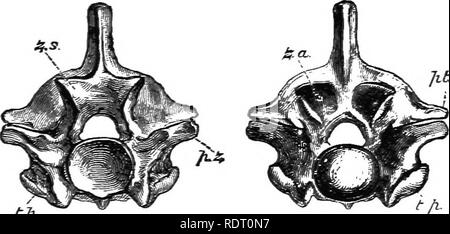 . Text Buch von Wirbeltieren, Zoologie. Wirbeltiere; Anatomie, Vergleichende. 140 MORPHOLOGIE DER ORGANE VON WIRBELTIEREN. nosaurs/plesiosaurs, precretaceous ichthyosaurs, Krokodile, Geckos, rhynchocephalia und die fossile Vögel Archceopteryx und Ichthyornis. Die meisten Lepidosteus Opisthocoelous: Salamander, Pipa, Dis-coglossiis (anura), die meisten Dinosaurier, einigen Wirbel in der Pinguine und Alken, und der Hals Wirbel der meisten huftieren. Procoelous: die Mehrheit der anura, Reptilien und Vögel. In der Mehrzahl der Säugetiere die Wirbel sind flach auf jedem Ende des Centrum, - ampMplatyan. In Formularen mit amphico Stockfoto