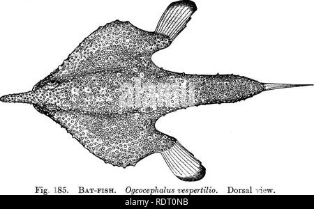 . Die Fische von North Carolina. Fische. Systematischer KATALOG DER FISCHE. 401 klein; die kaudale und ventrals sind gut entwickelt, so gut getrennt; die Brüste sind groß und haben eine starke, verlängerte. Die Arten sind sehr zahlreich, und in etwa 8 Gattungen fallen; einige sind in sehr tiefem Wasser, andere fanden, meist amerikanischen Coastwise, auftreten. Gattung OGCOCEPHALUS Fisher. Bat-Fische. Sehr merkwürdig geformte Fische, mit breiten, abgeflachten Kopf und relativ klein, spitz zulaufend Körper; Stirn länglich in einen Prozess, die Überhänge der kleinen Mund, Augen, große, seitliche; Bands der schönen Zähne Stockfoto