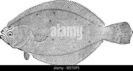 . Die Fische von North Carolina. Fische. Systematischer KATALOG DER FISCHE. 387 Farbe: O.g. Light Olive, mit vielen kleinen weißen Flecken auf dem Körper und vertikalen Lamellen; Seiten mit 12 bis 15 Große dunkle Flecken mit weißen Kanten, (Dentatus, verzahnte.) Die Flunder ist das wertvollste der Fische an der Ostküste der Vereinigten Staaten gefunden. Die Palette reicht von Massachusetts nach Florida, aber es ist am häufigsten gegen Mitternacht und wird nach und nach durch Para-lichthys lethostigmus southward ersetzt. Die Art ist häufig im flachen Wasser gefunden, ist aber auch im Wasser so tief wie 20 Klafter gefangen. Es Stockfoto