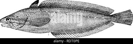 . Die Fische von North Carolina. Fische. Systematischer KATALOG DER FISCHE. 383 von ihnen reichen weiter südlich (Golf von Mexiko) als jede andere amerikanische gadids; mehrere Erreichung groß und in immensen Zahlen durch New England Fischern gefangen. Zwei Arten von der Küste von Nord-carolina bekannt. Es ist möglich, dass der Kabeljau oder Eichhörnchen Seehecht (Urophycis tenuis) und der gemeinsamen Seehecht {Urophycis chuss) kann auch im nördlichen Teil der Küste des Staates auftreten; die ehemaligen wird gesagt (Jordan & Amp; Evermann, 1898) auf den Bereich so weit wie Cape Hatteras und Letztere als weiter im Süden als Virginia gefunden wird, Bu Stockfoto