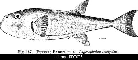 . Die Fische von North Carolina. Fische. Systematischer KATALOG DER FISCHE. 349 Dieser, der größten der Amerikanischen kugelfische oder Schwellen - Fische, tritt Coastwise von Massachusetts nach Brasilien, aber ist nicht üblich, nördlich von Cape Hatteras. Der Typ kam aus Charleston. Es gibt aber nur wenige Aufzeichnungen über die Fische in Nord Carolina Gewässern, vor allem aufgrund der Tatsache, dass es keinen wirtschaftlichen Wert. Die Schafgarbe Hinweis auf der Arten in die Beaufort Region im Jahr 1871 war wie folgt: in kleinen Bächen durch Salzwiesen laufen gefunden; aber nur wenige gesehen. In den Netzen gefunden, und ist mit den Haken genommen. Nie gegessen, als poisono Stockfoto