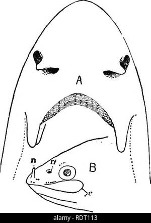 . Text Buch von Wirbeltieren, Zoologie. Wirbeltiere; Anatomie, Vergleichende. Sinnesorgane. 75 brane wird am unteren Rand ein Rohr platziert, die externe auditorischen Meatus, dem äußeren Ende der häufig durch - bewegliche dermale Klappen geschützt. In den meisten Säugetieren eine Ohrmuschel, sup - durch Knorpel portiert wird entwickelt, und es gibt zahlreiche Beweise dafür gibt, dass diese äußere Ohr ist ein Derivat aus dem Deckel der Fische, oder vom externen branchial Strukturen der Amphibien. Jüngste Experimente zeigen, dass die Fische die Ohren sind ohne auditiven Funktionen und sind ausschließlich Organe der equili - Stockfoto