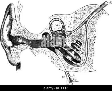 . Text Buch von Wirbeltieren, Zoologie. Wirbeltiere; Anatomie, Vergleichende. 74 MORPHOLOGIE DER ORGANE VON WIRBELTIEREN. Hohlraum durch die Gehörknöchelchen, die vom Trommelfell auf die fenestra ovalis erweitern. In den anura und sauropsida Es gibt zwei dieser Ohr Knochen, der Steigbügel, situ- rungen in der fenestra ovahs und die columella, die von den Steigbügel auf das Trommelfell. In der Säugetiere der columella wird durch zwei Knochen, der Amboss und Hammer ersetzt, von denen keine homologized kann mit der columella.. Abb. 79. Schematische Abschnitt des menschlichen Ohres, von Martin nach Czerm Stockfoto