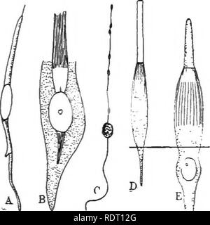 . Text Buch von Wirbeltieren, Zoologie. Wirbeltiere; Anatomie, Vergleichende. 66 MORPHOLOGIE DER ORGANE VON WIRBELTIEREN. In der Oberkopf ist die Sache noch weiter durch das Auftauchen des lateralis System kompliziert, die Nerven, die auf dem Ohr und an der Seitenlinie sjstem verteilt sind, und keine anderen Organe. In terrestrischen Wirbeltieren, wo das Seitenliniensystem verloren geht, wird die lateralis Ner'es, mit Ausnahme des Achten (auditiv), fehlen. Die Fasern der lateralis Kom-ponenten beenden in der Knolle acusticum. Die Beziehungen der sensorischen Komponenten der kranialen ne Stockfoto