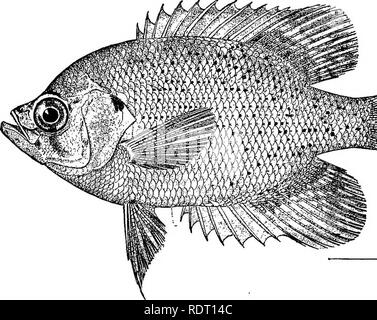 . Die Fische von North Carolina. Fische. Systematischer KATALOG DER FISCHE. 231 Die calico Bass laicht im März in Cape Fear River, einige Wochen später in der Albemarle Abschnitt. Die verknüpften Fisch ihr Nest, und eifrig ihre Eier und brüten in der gleichen Weise Guard, als der schwarze Bässe, die noch mit dem Braten, bis Letztere beginnen, Nahrung zu sich zu nehmen; sie beobachtet wurden, großen Kampfgeist in der Verteidigung ihrer Nachkommen zu zeigen. Gattung CENTRARCHUS Cuvier & Amp; Valenciennes. Flieger; runde Sonne - Fische. Diese Gattung umfasst eine einzige kleine Arten, ist einer der schönsten der Sonne - fis Stockfoto