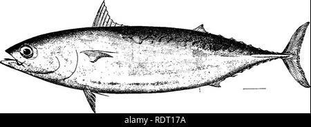 . Die Fische von North Carolina. Fische. Systematischer KATALOG DER FISCHE. 187 Diese Art lebt in allen warmen Meeren. Es war in den USA nicht Gewässer bis 1880, als es in den unzähligen Zahlen zu den Southern New England coast beobachtet. Es ist seit dem von Zeit zu Zeit auf verschiedene Punkte unserer Atlantikküste gemeldet. Zwei lange etablierten und gut informierte Fisch Händler in Beaufort Bericht, dass diese Art tritt dort als Nachzügler, und ist es nicht. Abb. 75. Fregattmakrele. Auxis thazard. unterschieden, die von Fischern aus dem verwandten Arten Lokal namens "Bonito". Die fregatte Stockfoto