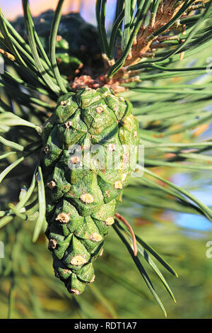Detailansicht eines grünen Pine Cone im Sommer. Stockfoto