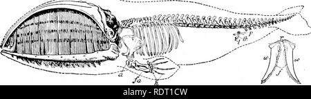 . Grundsätze des wirtschaftlichen Zoo?. Zoologie, Wirtschaftliche. MAMMALIA 327 zusammen mit Schleim aus den Nüstern, verdichtet sich Tropfen Wasser in den kalten Regionen, aber das Wasser in den Mund genommen Nicht Pass durch die Schlag-Loch. Die Nase ist direkt mit der Luftröhre verbunden, so dass ein Wal atmen können beim Schwimmen durch das Wasser mit seinen Mund öffnen. Die Augen sind relativ klein, und es gibt in der Regel keine externen Ohren." (Spuren von externen Ohren im porpoise von Professor Howell aufgezeichnet werden.) ^ Die Öffnung des Ohres wird Minute. Die halswirbel sind sehr kurz ein Stockfoto