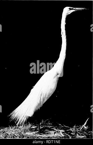 . Grundsätze des wirtschaftlichen Zoo?. Zoologie, Wirtschaftliche. Wasser Vögel 287 die Beute, es Fisch oder Frosch, mit ihren langen scharfen Rechnungen. Die Jungen sind Altricial. Es gibt vermutlich Zwanzig Arten der Störche, alle, aber zwei davon sind in der Alten Welt gefunden. Die Zugvögel Weißstorch in Europa ist der Berühmteste. Ihre ungeschickt Nester sind weltweit bekannt. Abb. 234.- American egret {Ard'Ea egret' ta). Länge, 41 Zoll, Diagramm von Probe mit Hals verlängert.) (Foto - Die Reiher sind unterschiedlich die Rohrdommel, die Great Blue Heron genannt, die grüne Reiher, der Silberreiher, und die "Kreisch.&quot Stockfoto