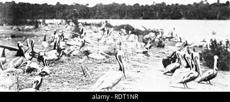 . Grundsätze des wirtschaftlichen Zoo?. Zoologie, Wirtschaftliche. 284 FILIALE CHORDATA ist ungefähr auf halbem Weg zwischen der Basis und der Spitze der Rechnung. Die Rechnung ist wie ein Raubvogel angespannt. "Alle sind Tief - Wasservögel, starke Flügel, und darüber hinaus alle anderen Vögel brave temperamentvoll. Der Bereich der Bestellung ist weltweit. Die meisten von ihnen sind in der südlichen Ozeane." Zu diesem Auftrag gehört die Sturmvögel, "Mutter Carey Hühner, "denen man sieht Hunderte von Meilen auf dem Ozean. Die stürmische sturmvögel sind die SMAL - ein Abschied von Web-footed Vögel, die nicht größer als catbirds. Ihre Anmerkung wird schrill Stockfoto