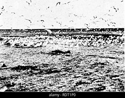 . Grundsätze des wirtschaftlichen zooÌ ¤. Zoologie, Wirtschaftliche. Wasser Vögel 283 sind die Radikalfänger von Wasser, Futter von der Oberfläche, sind zu Hause auf dem offenen Meer. Möwen Seeschwalben sind Littoral (Abb. 231). Sie sind schlanker und aktiver als die Möwen, und haben lange gegabelten Schwanz und spitzen Rechnungen. Sie nisten in Kolonien, aus dem Süden im Mai und noch bis September. Wenn Sie auf der Suche nach Essen die Seeschwalben fliegen mit der Rechnung nach unten, während die Möwen die Rechnung in einer Linie mit dem Körper tragen. Terns nisten in Kolonien auf Inseln. Das Nest / T&gt;. - V. Abb. 231. âTerns in Southwest Harbor Key im Bretonischen Isla Stockfoto