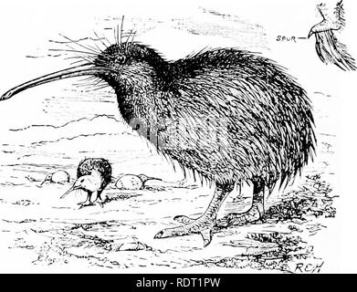 . Grundsätze des wirtschaftlichen Zoo?. Zoologie, Wirtschaftliche. 278 FILIALE CHORDATA Klassifizierung. - Klassifizierung der Vögel scheint chaotisch zu sein, keine zwei zoologen zuzustimmen. Einige behaupten, die Vögel sind zu den letzten Ursprung geologisch noch in gut markierten Aufträge unterschieden zu haben. Sie könnten als Land Vögel und Wasservögel, oder als Läufer und Flyer gruppiert werden, aber eine solche Einstufung würde nicht wissenschaftlich sein. Wenn es eine geologische Serie zeigt die nat-ural Affinitäten, eine natürliche Klassifikation würde eine vergleichsweise einfache Aufgabe sein, da alle Klassifikation, die auf Entwicklung und Struktur basieren sollte. Stockfoto