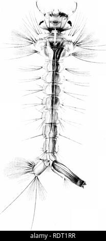. Die Moskitos von Nord- und Mittelamerika und der Karibik. Moskitos. Veröffentlichung 159 Platte 61. Larve: Aedes canadensis Theobald.. Bitte beachten Sie, dass diese Bilder sind von der gescannten Seite Bilder, die digital für die Lesbarkeit verbessert haben mögen - Färbung und Aussehen dieser Abbildungen können nicht perfekt dem Original ähneln. extrahiert. Howard, L. O. (Leland Ossian), 1857-1950; Dyar, Harrison G. (Harrison Grau), 1866-1929, gemeinsame Thema; Knab, Friedrich, 1865 - Gemeinsame Thema. Washington, D.C., Carnegie Institution in Washington Stockfoto