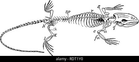 . Grundsätze des wirtschaftlichen Zoo?. Zoologie, Wirtschaftliche. LACERTILIA 243 Es gibt viele Feinde von Schlangen. Prominenten unter ihnen sind Drachen, Falken, Würger, und andere Greifvögel, Schweine, und den Menschen. Familie Colu 'bridae umfasst alle unsere gemeinsamen harmlose Schlangen, wie die GARTER snake, "Hoop", Schlange, Wasserschlange, grüne Schlange, schwarze Schlange oder Blue Racer, Blasen, Viper, und andere. Sie sind alle völlig harmlos, obwohl sie großen Ansprüche mit ihren schrecklichen Aussehen oi Bluff zu machen, was Sie tun könnten, wenn sie zu nahe kam. Familie Crotal' idae umfasst die Klapperschlange, Copperhead, together Stockfoto