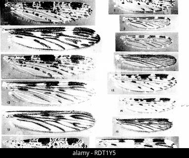 . Die Moskitos von Nord- und Mittelamerika und der Karibik. Moskitos. . Bitte beachten Sie, dass diese Bilder sind von der gescannten Seite Bilder, die digital für die Lesbarkeit verbessert haben mögen - Färbung und Aussehen dieser Abbildungen können nicht perfekt dem Original ähneln. extrahiert. Howard, L. O. (Leland Ossian), 1857-1950; Dyar, Harrison G. (Harrison Grau), 1866-1929, gemeinsame Thema; Knab, Friedrich, 1865 - Gemeinsame Thema. Washington, D.C., Carnegie Institution in Washington Stockfoto