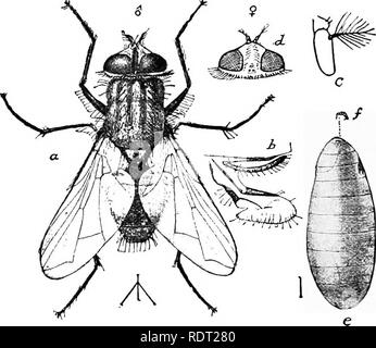 Haus Fliegen Familie Muscidae Mannlich Stockfoto Bild