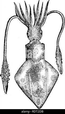 . Grundsätze des wirtschaftlichen Zoo?. Zoologie, Wirtschaftliche. CEPHALOPODA 85 Körper wird durch die dicken Körperdecke des Mantels abgedeckt. Die innere Schale ist Kalk- und stattet die cuttlebone Für kanarischen Vögel verwendet. Tintenfische sind Fleischfresser, Fütterung, Krabben, Muscheln, oder Fische. Sie Freude im Tageslicht und im offenen Meer, so dass Sie ncK-d zu pro-randzone aus der Sicht Ihrer Feinde. Zu diesem Zweck eine tiefschwarze Flüssigkeit, um das Wasser zu Cloud, um einer Entdeckung zu entgehen. Die dunklen Sekretion wird in der Tinte - Tasche mit dem siphon verbunden. Die Tinte wurde in der Antike als verwendet Stockfoto