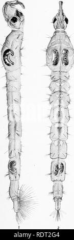 . Die Moskitos von Nord- und Mittelamerika und der Karibik. Moskitos. Veröffentlichung 159 PLATTE VIII. Bitte beachten Sie, dass diese Bilder sind von der gescannten Seite Bilder, die digital für die Lesbarkeit verbessert haben mögen - Färbung und Aussehen dieser Abbildungen können nicht perfekt dem Original ähneln. extrahiert. Howard, L. O. (Leland Ossian), 1857-1950; Dyar, Harrison G. (Harrison Grau), 1866-1929, gemeinsame Thema; Knab, Friedrich, 1865 - Gemeinsame Thema. Washington, D.C., Carnegie Institution in Washington Stockfoto