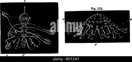 . Seaside Studium der Naturgeschichte. Meerestiere. 130 MEERESTIERE VON MASSACHUSETTS BAT. Und es ist dann nur, dass es auf einmal als yoimg unserer gemeinsamen Star-Fish erkannt werden können. Selbst dann, nachdem es seine ulti-Kg übernommen hat. 171. Abb. 172..mate Umrisse, es fehlen einige Funktionen des Erwachsenen, mit nur zwei Reihen von Tentakeln, während die ausgewachsenen Star-Fish vier hat. Seorwchins. Dieser außergewöhnlichen Prozess der Entwicklung, die wir ana-lyzed so lange in der Geschichte der Star-Fish, aber Kg. 174. lig. 173.. Bitte beachten Sie, dass diese Bilder aus gescannten Seite extrahiert werden Stockfoto