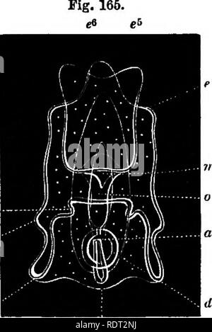 . Seaside Studium der Naturgeschichte. Meerestiere. 126 MEERESTIERE VON MASSACHUSETTS BAT. Werden sehen, bleiben getrennt, und fonn einen offenen Winkel miteinander; es ist nur gegen Ende der Entwicklung, die sie vereinen, die zwischen ihnen die inneren Organe, die Hase in der Zwischenzeit gebaut worden. Etwa zur gleichen Zeit mit der Entwicklung dieser zwei Taschen, also in der Zukunft die Geschichte des Tieres wichtig, den Verdauungstrakt Hohlraum wird leicht gebogen, seinem oberen Ende zur Seite biegen, bis Sie die äußere Wand trifft, und bildet eine Kreuzung mit (m. Abb. 164). An dieser Stelle, wenn die Stockfoto