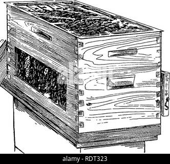 . Die Tiere und Menschen; eine elementare Lehrbuch der Zoologie und der menschlichen Physiologie. Zoologie; Physiologie. Gegenseitige HILFE UND GEMEINSAME LEBEN 431 Board, das einfach abgenommen werden kann, wenn es gewünscht wird, um zu sehen, was am Eingang geht. Hier die "Lüftung gesehen werden kann, "die Wachsamkeit der Wächter und Wachen, die Tötung von Drohnen, die ständige Ankunft von Pollen-beladenen Essen - Sammler, etc., aber Beobachtungen kann gut im Feld beginnen. Hinweis: Das Sammeln von Blütenpollen (Abb. 220). Wo kommt die Biene die Pollen wie es sammelt? Warum funktioniert die Pollen abfallen? Eine Biene Töten in Stockfoto