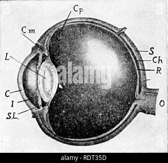 . Die Tiere und Menschen; eine elementare Lehrbuch der Zoologie und der menschlichen Physiologie. Zoologie; Physiologie. 372 DIE TIERE UND MENSCHEN im Auge. Es enthält große Mengen an schwarzem Pigment, so dass kein Licht der Augapfel, außer durch die Hornhaut eingeben können. Im vorderen Teil des Auges, wo es mit der ADR-Nea, die aderhaut Mantel verlässt die Sklerotischen und Projekte auf die lange Achse des Auges, als Rundschreiben muskulös Vorhang mit einer Öffnung in der Mitte. Dies ist die Blende (I), und ist der Teil des Auges, das wir als Hazel, grau oder blau. Die Pupille ist die Öffnung in der Iris. Wo der Aderhaut Mantel le Stockfoto