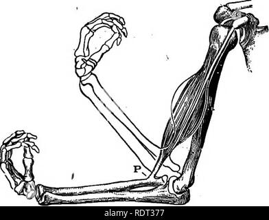 . Die Tiere und Menschen; eine elementare Lehrbuch der Zoologie und der menschlichen Physiologie. Zoologie; Physiologie. Das Skelett und Muskeln 339 oder Nullpunkt des Muskel; die andere als die Einfügestelle. Da der Muskel verkürzt, der Knochen, auf die sich der Muskel bewegt eingefügt wird. In den Bizeps, das Schulterblatt ist der Nullpunkt, der Radius der Unterarm, die Einfügestelle. Abb. 174 zeigt anderen Muskeln des Unterarms, durch Sehnen eingefügt. In einigen Teilen des Körpers, wie sie in den Rücken, die Muskeln liegen in Laken, ein auf das andere, und werden an verschiedenen Orten auf den Knochen so zu re Stockfoto