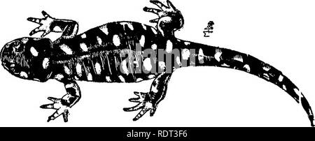 . Die Tiere und Menschen; eine elementare Lehrbuch der Zoologie und der menschlichen Physiologie. Zoologie; Physiologie. 204 DIE TIERE UND MENSCHEN Kiemen nach leicht schlüpfen Sie aus allen Amphibien unterscheiden. Während die meisten Reptilien leben auf dem Land, einige in-Gewohnheit frisches Wasser und den Ozean. Als der Junge den gleichen Lebensraum und allgemeinen Gewohnheiten haben als Erwachsene, es gibt keine solche Metamorphose in Ihrem Leben - Geschichte, wie von den Amphibien gezeigt. Die Reptilien sind weit verbreitete geographi- Cally, occxirring jedoch in der größten abimdance in tropischen. Abb. 101. Die Tiger salamander. (Nach Jenkins und Kellogg.) Regionen Stockfoto