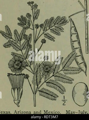 . Eine Illustrierte Flora von der nördlichen USA, Kanada und die britischen Besitzungen: von Neufundland zu den Parallelen der südlichen Grenze von Virginia und vom Atlantik westwärts nach dem 102 Meridian. Botanik. MIMOSA FAMILIE. I. Acacia angustissima (Mill.) Kuntze. Prairie Akazie. Abb. 2429. Mimosa angustissima Mühle. Karte. Diät. Ed. 8, Nr. 19. 1768. Mimosa filicutoides Cav. Ic. i: 55. Pi, 7 S. 1791. Acacia filicina Willd. Sp. PI. 4: 1072. 1806. Acacia filicutoides Trelease: Branner &Amp; Coville, Rep. Geol. Surv. . Arche. 1888: Teil 4. 178. 1891. A, angustissima Kuntze. Rev. Gen Stockfoto