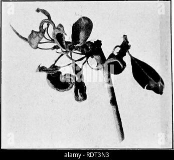 . Die Birne Thripse (Euthrips Pyri). Pear Thripse. Abb. 6. Bartlctt Birne. Tote Blume Cluster auffällig; ein Ende straggling Blossom unberührt, die erwachsene Thripse in alle Links im Baum. Blätter verformt. Abb. 7. Pear-Zweig, in dem die Rollen und die cup-shaped Deformitäten des Blattes; Schädigung durch die Fütterung der Jungen Thripse., Raspeln und saugen Kombination. Sie bevorzugen in der Regel die zarteste Laub, wie Terminal Knospen, aber oft, wie in der Kirsche, greifen Sie die Unterseite der Blätter in der Nähe der vorstehende Venen, wodurch viel zu verwinkelt und zerlumpter, und o Stockfoto