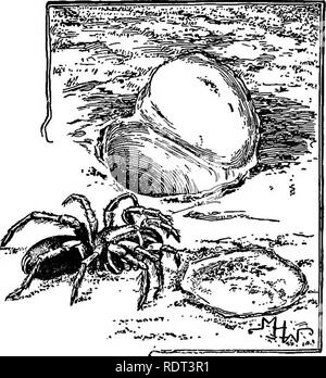 . Die Tiere und Menschen; eine elementare Lehrbuch der Zoologie und der menschlichen Physiologie. Zoologie; Physiologie. sind mit Seide gefüttert, und die im Falle der Trap-door Spider sind mit einer Tür oder Deckel aus Seide und Erde bedeckt. Oben auf der Tür ist immer mit Erde oder Bits der Blätter oder Zweige abgedeckt, so dass es fast ist - tinguishable von der Oberfläche der Erde. Die gemeinsame eher große Swift schwarze Spinnen unter Steinen und Platten gefunden werden Jagd spinnen,, die zu der Familie Lycosidse und sind Anrufe - Die laufenden Spinnen ed. Sie leben in Erdlöchern pio. 77. Die Spinner - Im g Stockfoto