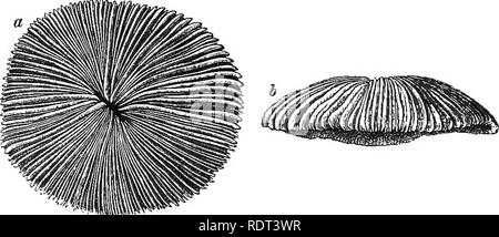 . Eine Einführung in das Studium der Zoologie. Zoologie. Ist 6 EINE EINFÜHRUNG IN DIE Zoologie. In der Englischen Meer der Zoantharia werden vor allem durch das gemeinsame See präsentiert - Anemonen {Aatinim), die einzigen Polypen ohne Skelett. Ihre Blüte Aussehen hat sie ihren Namen, viele Arten schön gefärbte gegeben. Eine der schönsten, wie die dahlie Anemone bekannt, Gebändert ist mit hellem Purpurrot und erreicht eine sehr große Größe, oft wesentlich höher als die der Blume soll es sich zu ähneln. Die gemeinsame Coral der Eng-. Abb., 33. - Mushroom Coral, Funqia: a, Ansicht von oben; h. Stockfoto