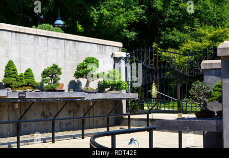 Bonsai Garten Bäume an der North Carolina Garten Asheville Stockfoto