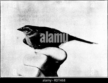 . Ersten Unterricht in der Zoologie. Zoologie. Vögel 233 Klassifikation und Identifikation. - Der Klasse der Vögel, Aves, in verschiedene Aufträge, von denen 17 in Nordamerika vertreten sind unterteilt ist. Es gibt acht hundert (ungefähr) verschiedene Arten von North Amer ican-Vögel, aber in einer Gemeinde nicht mehr als etwa ein Drittel der Arten gefunden werden können, und von diesen nur vergleichsweise wenige sind gemeinsame oder zahlreiche. Damit die gemeinsame Vögel an einem einzigen Ort zu lernen, ist nicht ein. Abb. 190.- Western chipping Sparrow, Spizella socialis arizonce. (Foto-Graph aus dem Leben von Eliz. und Jos. Grinnell Stockfoto