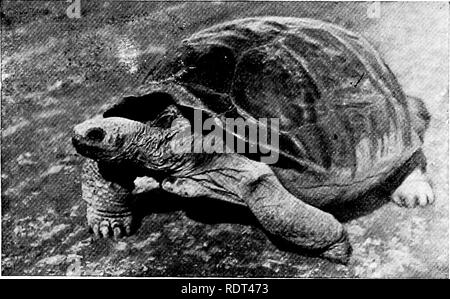 . Ersten Unterricht in der Zoologie. Zoologie. Fische, Amphibien und Reptilien 221 einige Reptilien, insbesondere die Chamäleons, die Farben und die Markierungen schnell und radikal durch eine Au-automatische Änderung der Spannung der Haut geändert werden können. Exemplare von einigen Teich oder Land Schildkröte in der Nähe der Schule erhalten werden. Der Red-bellied und Yellow-bellied Dosenschildkröten, oder die lackierte oder Schlamm-Schildkröten sind über die meisten der Vereinigten Staaten. Sie ma}' von Creek bottoms geharkt werden oder gefischt für mit. Abb. 179.- Die riesigen Land - Schildkröte der Galapagos Inseln, tlie Tcsliido sp. Diese Schildkröten zu erreichen Stockfoto