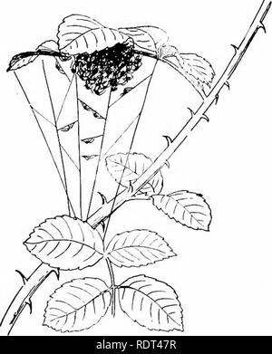 . Ersten Unterricht in der Zoologie. Zoologie. Abb. 168. Abb. 169. Abb. 168.- Web-sites der jungen Radnetz Spinnen auf ein großes Web eines alten Spider. (Nach McCook.) Abb. 169.- Versammlung der jungen Spinnen gerade nach Ausgabe von Cocoon, "Balled" unter einer Rose - Blatt. (Nach McCook.) Zeiten, die Sie sphärischen oder Vase - geformt und sind zwischen den Blättern ausgesetzt. Wie bereits festgestellt, ist das Weibchen bestimmter laufender Spinnen das Ei-sac über die spinnwarzen befestigt. Die Eier schlüpfen in von fünfzehn bis dreißig Tagen in Summe-mer, aber wenn im Herbst festgelegt werden nicht Klappe, bis die Follow-ing Frühling. Die jungen Selten Stockfoto